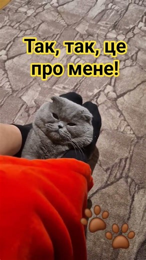 Це про мене! #котики #cat #ржакадосліз #україна #відеодня #гумор #memes #шортс