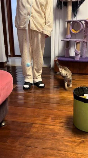 Kitty's Favorite Game for Endless Fun