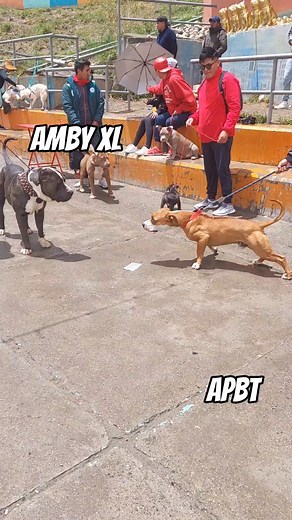 Pitbull vs American Bully: Breed Characteristics Explained