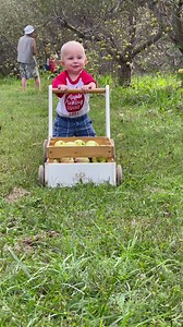 554K views · 70K reactions | Apple picking | CookingwithSammy | Facebook