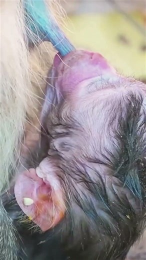 Newborn monkey really sleep a well