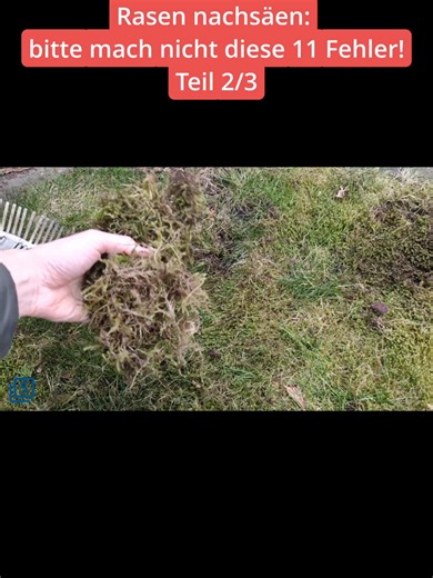 Rasen nachsäen: 11 Fehler vermeiden | Gartenpflege