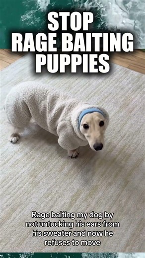 WHO WILL WIN? 🤣Puppy core #shorts #dog #funnymoments