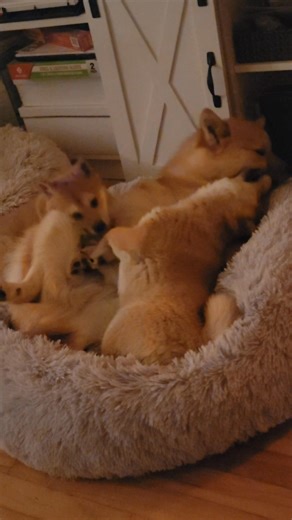 🐾 Puppy Adoption Update 🐾 We received dozens of applications for our two Shiba puppies, Asiago and Havarti, and our Adoption Team truly had an incredibly difficult job — there were so many highly qualified, thoughtful applicants. 💛 We want to sincerely thank everyone for your kindness, patience, and understanding throughout the process. Puppy applications can be overwhelming simply because… well… puppies are adorable and everyone wants one. 🐶✨ At this time, both Asiago and Havarti are offici