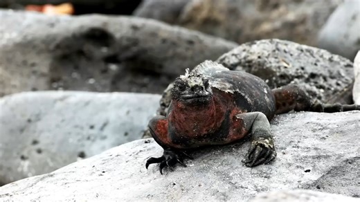 A genetic mix creates an animal that shouldn’t exist naturally