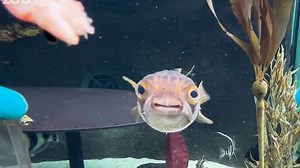 Smart pufferfish learns to swim onto platform for zoo officials to perform health checkup