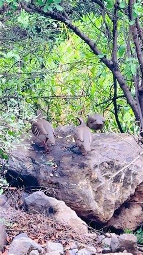 dara adam khel mea kubsurat parinde Akhurwal Qoumi Capany chairman Peer Saib Dara Ak47151515