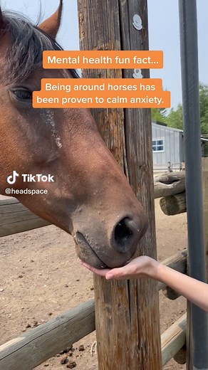 Why Girls Love Horses: The Connection Between Girls and Horses