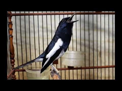 Suara Burung Kacer Gacor, Kicauan Terbaik