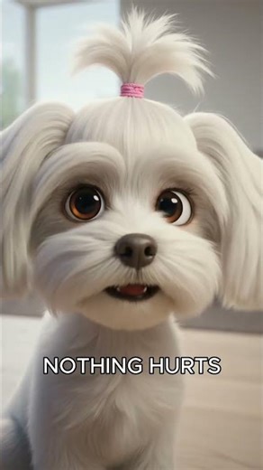 Maltese Can’t See – Trim The Hair Around The Eyes