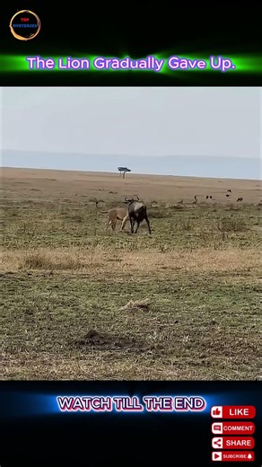 Who Wins When One Antelope Faces Three Lions