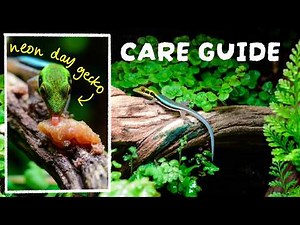 NEON DAY GECKOS Care Guide: EVERYTHING YOU NEED TO KNOW 🦎