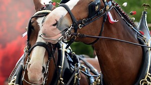Spring break treat: Clydesdales make trip to Fort Collins