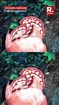 Botanist Spots Super Rare Sumatran Flower After Years of Search