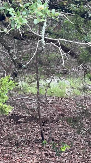 Welcome to Field Notes Friday! *You are going to want to turn your sound up for this one! What Texas mammal is making this wild call? 🐾👂 Here’s your hint: Don't let the chirps fool you—we're not birdwatching today! Drop your best guess below and check back later for the reveal! #FieldNotesFriday #guadaluperiverstatepark #texasstateparks #tpwd | Guadalupe River State Park - Texas Parks & Wildlife