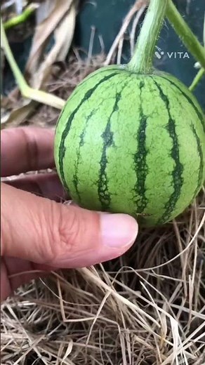 梅雨の長雨で我が家のスイカがうどん粉病で葉がスカスカに、ここから復活させる方法ありますか？#shorts #家庭菜園 #トマト #菜園
