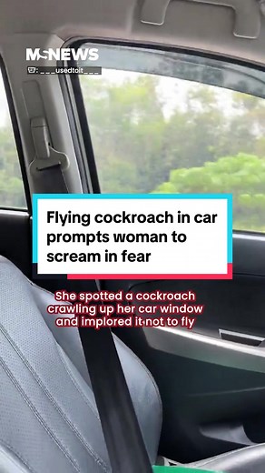 Flying Cockroach Causes Hilarious Panic