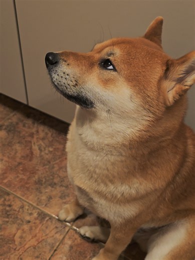 Picky Shiba Rejects Food Offering