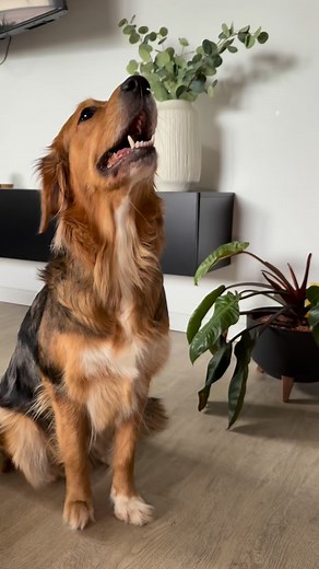 Mila klärt auf: Warum ein Maulkorb nicht bedeutet, dass ein Hund immer böse ist. 🐾 Ein Maulkorb ist kein Stempel – sondern ein Trainings- und Sicherheitswerkzeug. Mila trägt bei Hundebegegnungen einen Maulkorb, weil sie unsicher ist und an der Leine schnell in den „Beschützermodus“ rutscht. Durch kontrolliertes Training und positive Verknüpfung lernt sie, dass Begegnungen nicht bedrohlich sind – und dass ich alles für uns regle. Ein Maulkorb hilft Hunden, keine Fehler zu machen, reduziert Stres