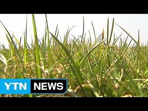 소 체중 불리는 영양만점 국산 사료...재배 급증 / YTN