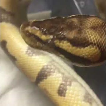 Ball python with scale rot #3