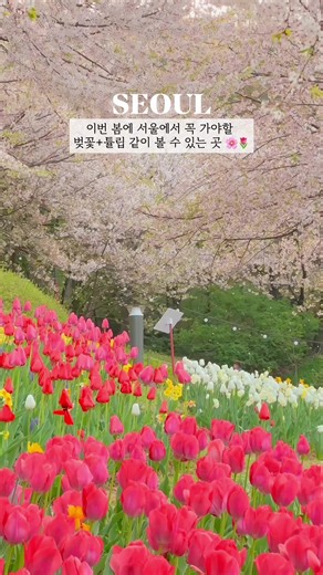 벚꽃과 튤립을 함께 볼 수 있는 동화같은 곳 🌷🌸 _ 벚꽃과 튤립을 함께 볼 수 있는 ”연희숲속쉼터“ 제가 갔을 때는 벚꽃비가 내리고 있었어서 더 동화같고 몽환적인 느낌이 가득했어요 ☺️ 올해는 연희숲속쉼터로 벚꽃과 튤립 조합 꼭 보러 가보세요! 📍연희숲속쉼터 (서울특별시 서대문구 모래내로 376-19) ✔️ 지도에 ”연희숲속쉼터“ 검색하면 안 나오고 안산벚꽃길 검색하시면 됩니다 :) 📌 홍제천 인공폭포 쪽으로 가시면 물레방아가 보이는데 물레방아 따라 계단으로 조금만 올라가시면 바로 튤립꽃밭이 보입니다 (이 루트가 좀 더 빨라요!!) 📌 서대문구청 에서 오른쪽방향 (서대문구자동차등록민원실쪽) 따라 언덕으로 쭉 올라가시다보면 오름카페가 보여요 오름카페 지나서 조금만 더 걸어가시면 튤립꽃밭이 보입니다 📸 2022.04.15, 2024.04.10 촬영했습니다 :) #벚꽃명소 #튤립명소 #서울벚꽃 #서울튤립 #연희숲속쉼터