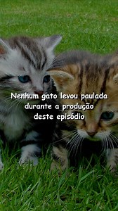 43K views · 126 reactions | o gato tá safe  | Flow Podcast | Facebook