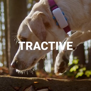 Keeping your pet 🐶🐾 safe has never been easier! Tractive GPS is ✔ waterproof, ✔ lightweight and enables you to ✔ track your four-legged friend in real-time. Get yours today: https://bit.ly/3n4T0UD | Tractive
