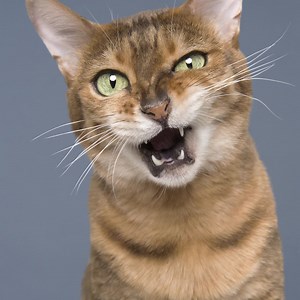 Photographer Elke Vogelsang uses Lightroom to bring out pets’ distinctive features. See how you can, too. | Adobe Lightroom