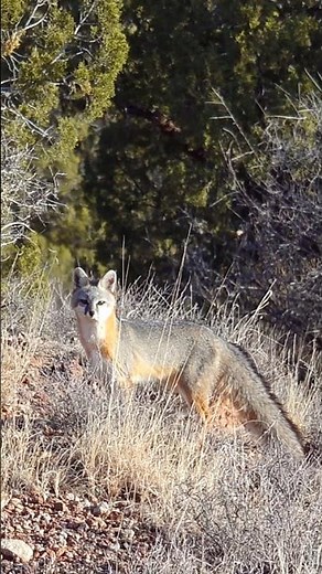 Gray fox hunt! #hunting #foxpro #fox #grayfox #coyote #animals #nature #wildlife