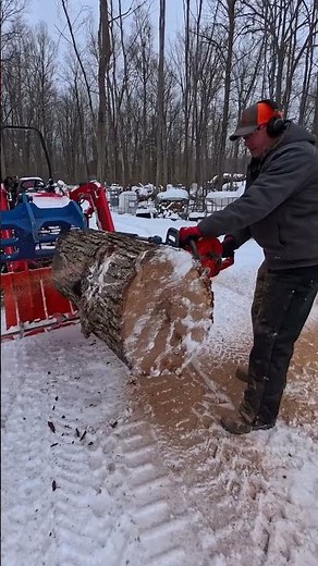 Husqvarna 564XP Hot Start & Bucking Up a Big White Oak!