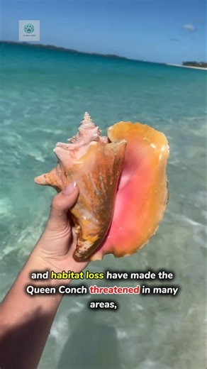 Queen Conch 👑 "The Ocean’s Pink Treasure 🐚💗" #shorts #viral #trending #fyp #foryou#shortvideo #facts