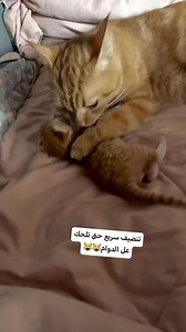 Captain Meaw on Reels