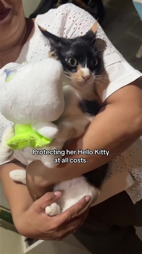 Hugging Hello Kitty like it’s her baby. 😻😹 #ginger #hellokitty #thepurrfecttrio #catsoftiktok #petsoftiktok