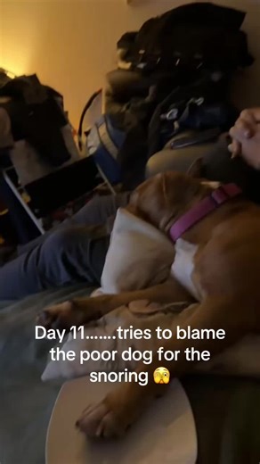 Understanding Sleep Apnea in Dogs