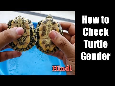 How to identify male or female baby turtle | Flora And Fauna