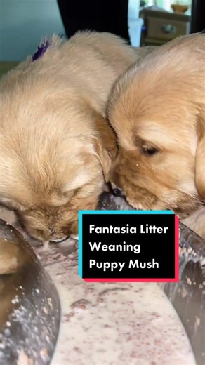 Puppy Weaning Guide: When to Start Feeding Chihuahua Puppies