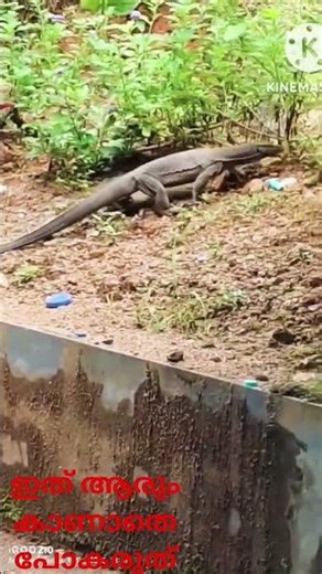 ഫാമിൽ നിന്നും കോഴികളെ കാണാതെ പോയിരുന്നു പിന്നാലെ ഉണ്ടായിരുന്ന അനുഷ്ണത്തിൽ ഇതിനെ കണ്ടുമുട്ടി