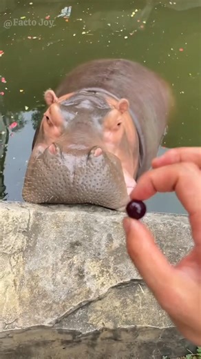 Owner Surprises Hippo With A Small Grape 😅 #shorts #hippo