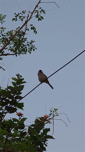 White-eared Bulbul Singing 🎶 | Peaceful Morning Nature Walk
