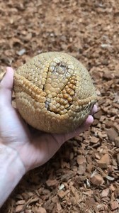 Croissant the armadillo #animals #armadillo #pet | zoodaddy