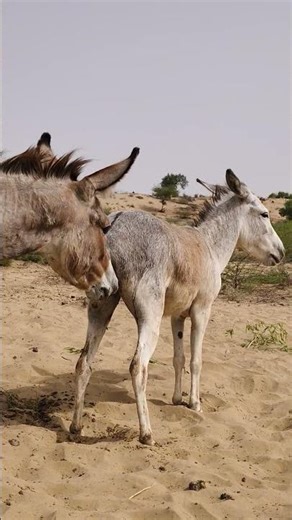 Donkey #animals #farmanimalct #funnydonkey #funny #animallife #funnyanimal