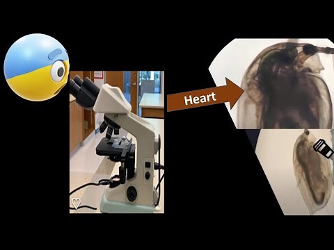 The effects of Caffeine on the heart rate of Daphnia magna
