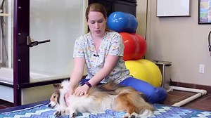 Stretching your dog is great to relieve joint stiffness, increase circulation, reduce inflammation, and speed recovery plus it helps your dog relax and creates a stronger bond. Learn from our Rehab expert how to properly stretch your dog! | Union Lake Veterinary Hospital
