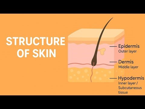 "Structure of Skin | Layers, Functions & Importance Explained in Simple Way"