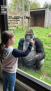 Curious child sketches a playful gorilla on the glass, creating a magical connection that blends imagination, learning, and the wonder of seeing wildlife up close in real life. #beyondtheframe #fblifestyle #gorilla #wildlife #curiosity | Beyond the Frame