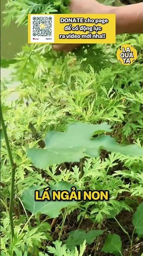 Bánh Ngải Lạng Sơn – Tuyệt Kỹ "Khử Đắng" Từ Lá Cây Rừng Của Người Tày!
