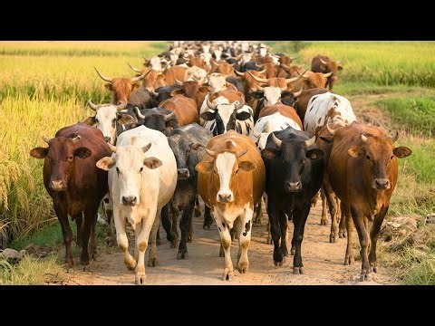 Adorable moments of cows in the vast fields - Cow mooing - Cow videos