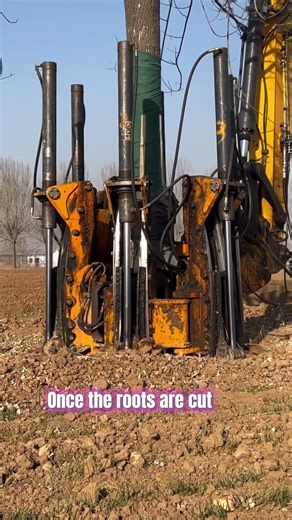This Machine Pulls a Whole Tree Out of the Ground in Seconds 😳