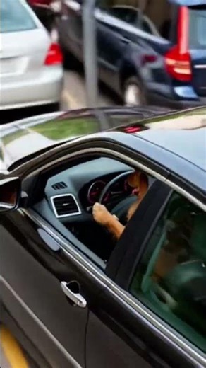 the dog crashed the car!! #aianimation #dog #dogs #dogshorts